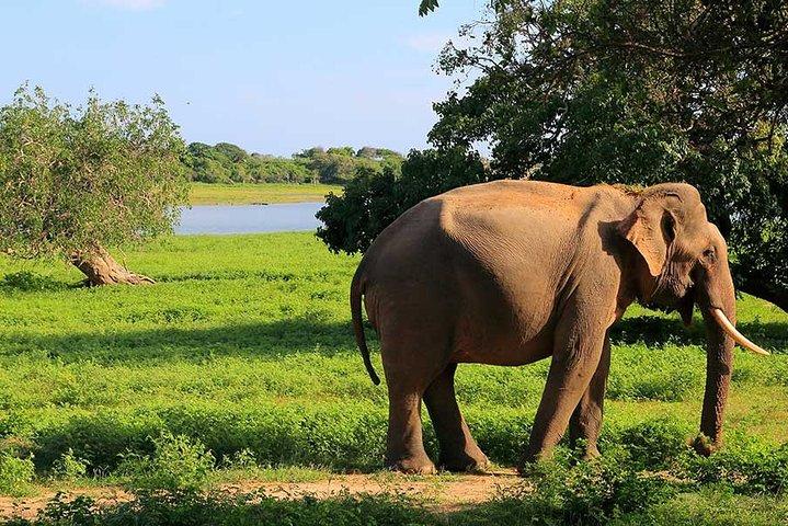 Yala safari Dagtrip vanuit Bentota | Ahungalla | Hikkaduwa