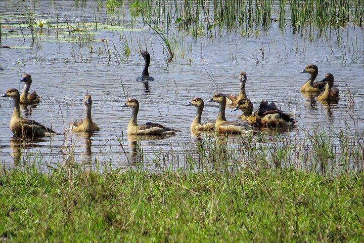 キャンディ発ウィルパットゥ国立公園サファリ