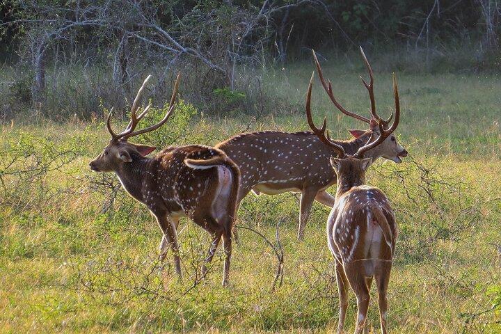 キャンディ発ウィルパットゥ国立公園サファリ