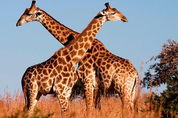 Rundtur i Nairobi National Park