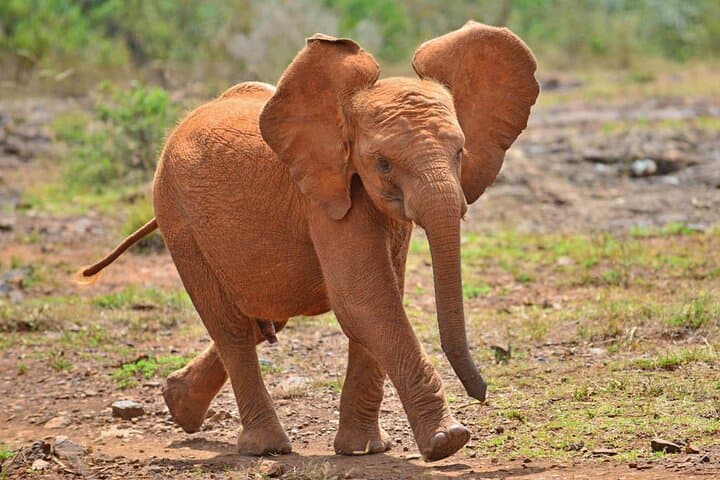 Giraffe Center and David Sheldrick Elephant Orphanage Day Tour from Nairobi