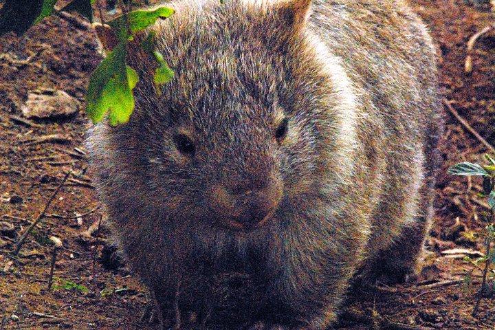 Wandern mit Wild Wombats Private Day Trip von Sydney
