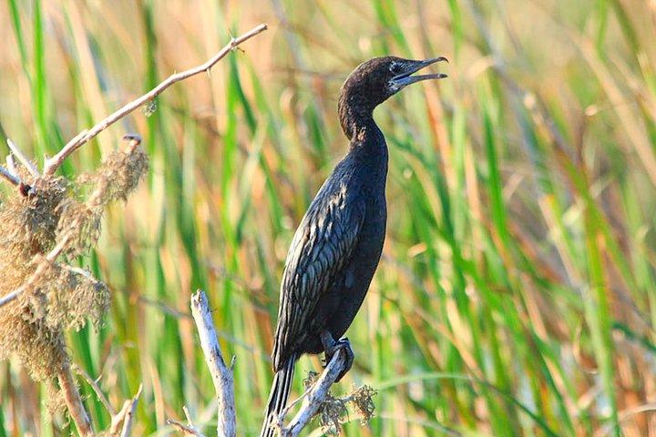 Birdwatching in Chundikulam National Park