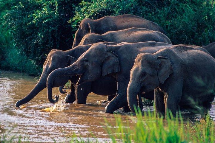 Wasgamuwa National Park Safari von Polonnaruwa