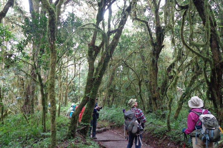 Excursión privada de senderismo de día completo en el monte Kilimanjaro