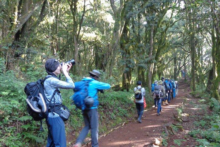 Privat heldagsvandretur i Mount Kilimanjaro