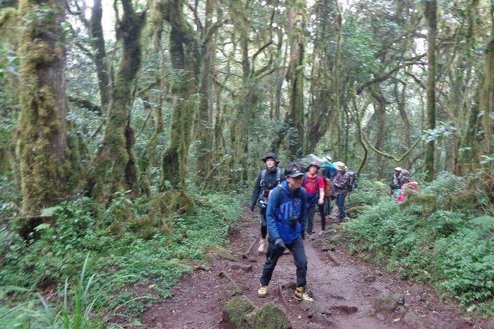 Privat heldagsvandretur i Mount Kilimanjaro