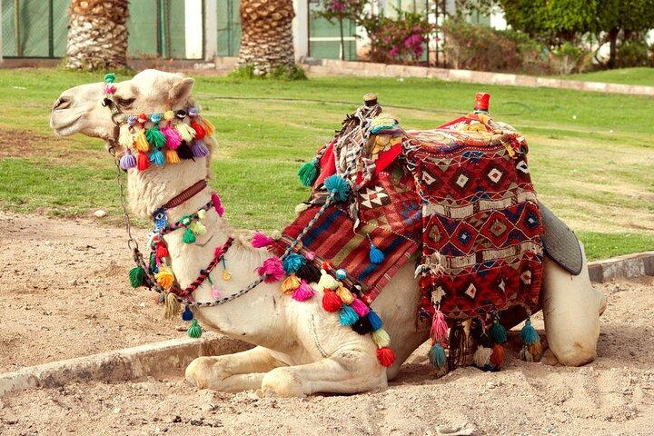 Camel Ride Along the Luxor West Bank