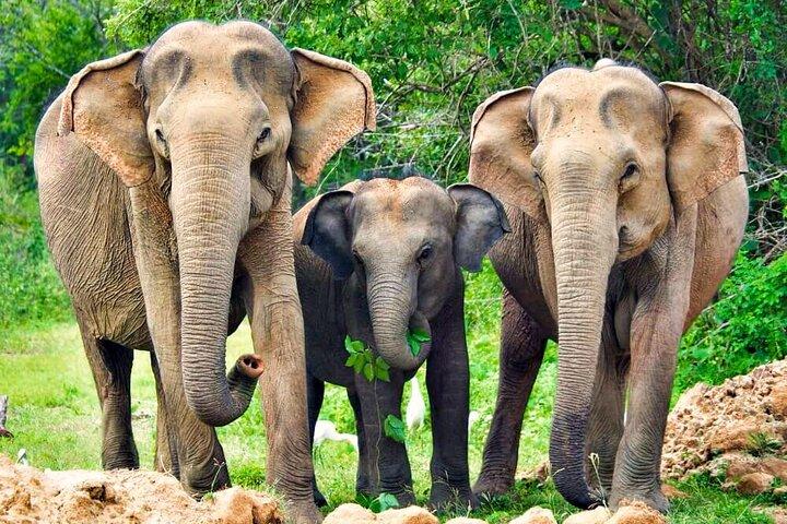 Yala National Park Safari fra Beruwala