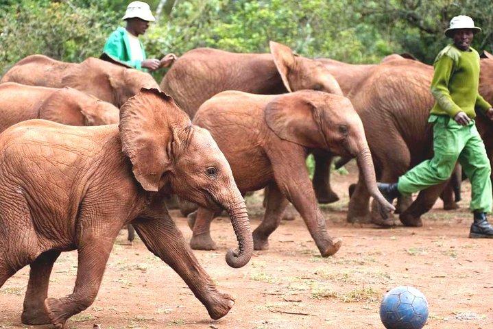 Escale à l'aéroport de Nairobi: visite de l'orphelinat des éléphants et du centre des girafes