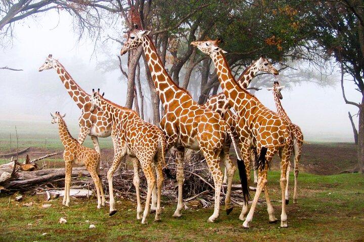 Nairobi Airport Layover: Tour Elephant Orphanage and Giraffe Centre