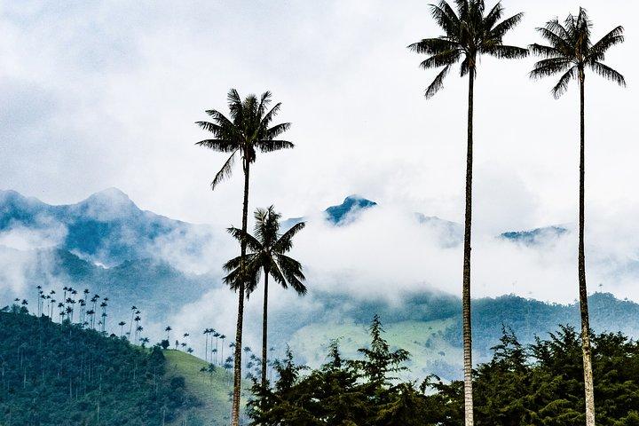 Visite d'une journée complète de la vallée de Cocora, du Salento et de la ferme de café (au départ de Pereira)