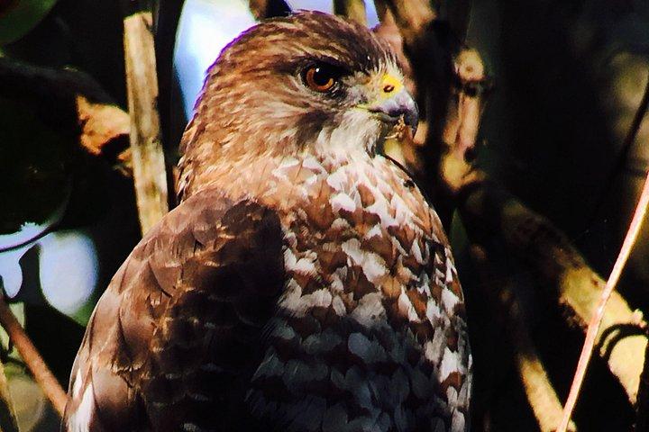 Private Birdwatching & Photography Tour - Esquipulas