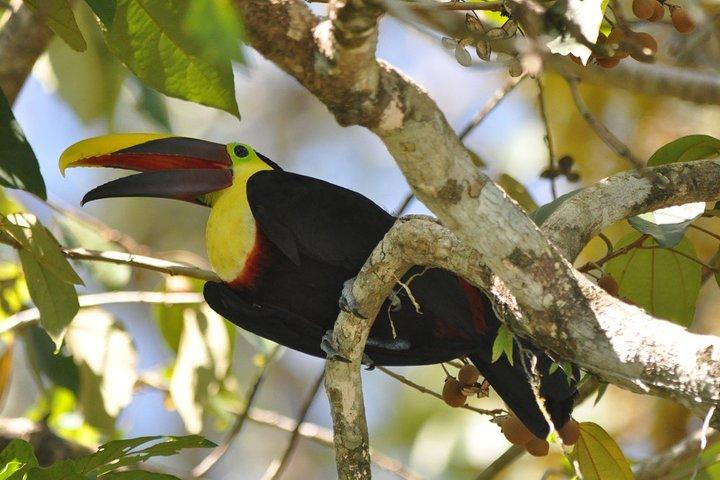 Private Birdwatching & Photography Tour - Esquipulas