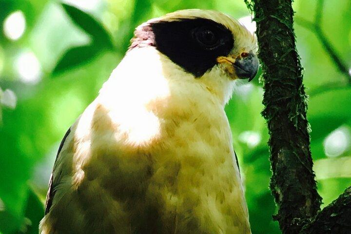 Private Birdwatching & Photography Tour - Esquipulas