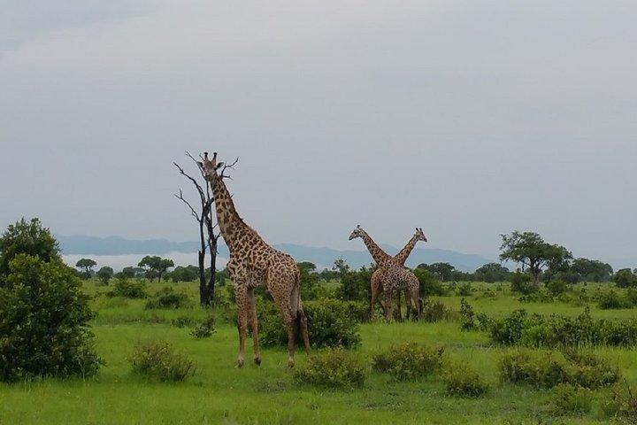 8 días de safari a Mikumi NP, Ruaha NP y Nyerere NP + Isimila Stone Age Site
