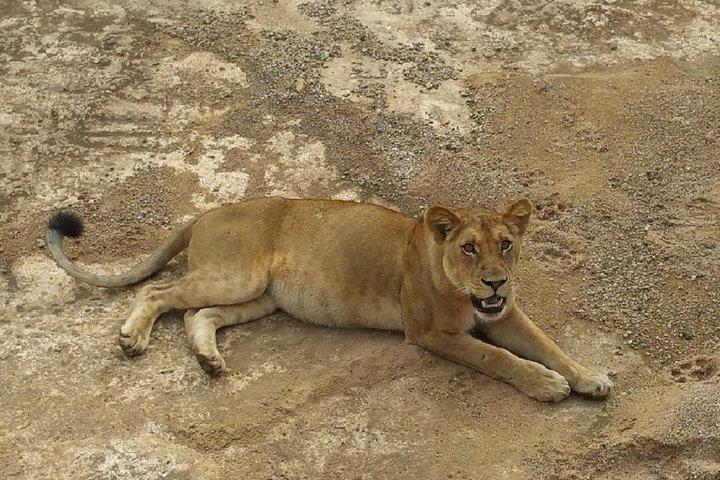 Safari di 8 giorni a Mikumi NP, Ruaha NP e Nyerere NP + sito dell'età della pietra di Isimila