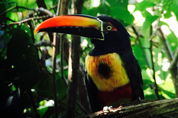Private Birdwatching & Photography Tour - Esquipulas