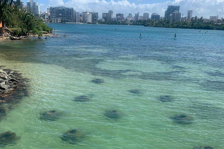 Snorkeling Sea Turtle Experience