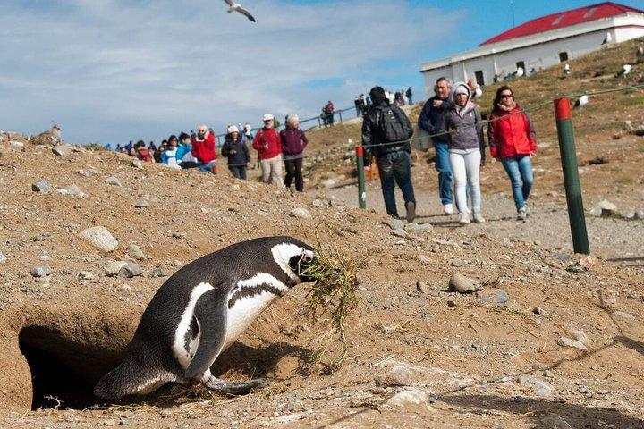 Navegação para Fiordes do Sul e Ilha Magdalena