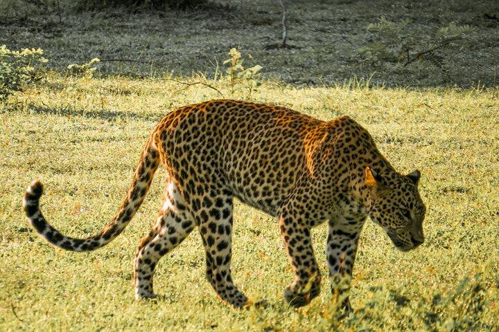 Safari dans le parc national de Yala depuis le port maritime de Hambantota
