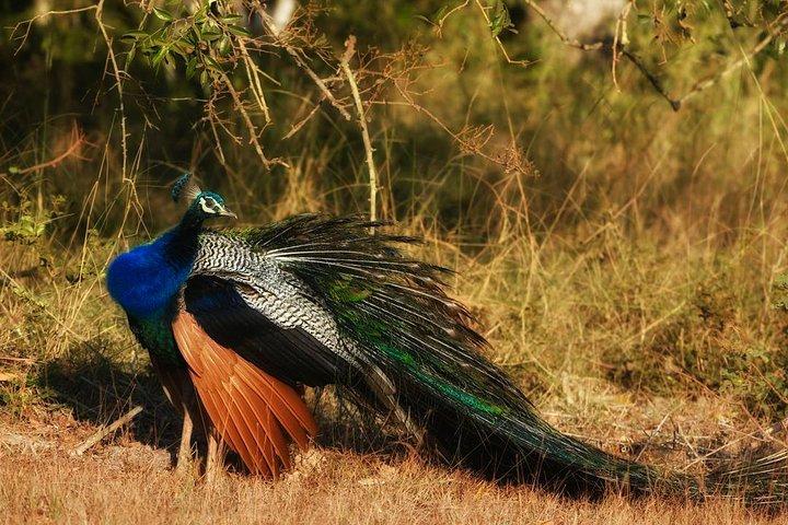 Bundala National Park Safari vanuit Ahungalla