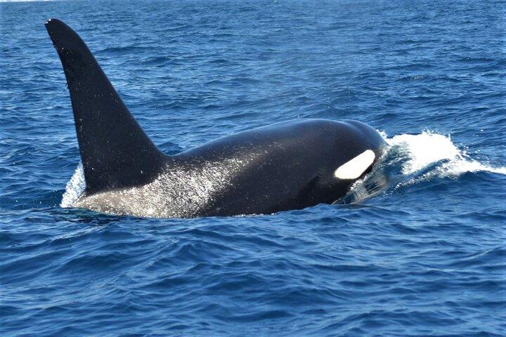 エコ・リスペクトのリーダーたちクジラとイルカのサファリツアーは追いかけない