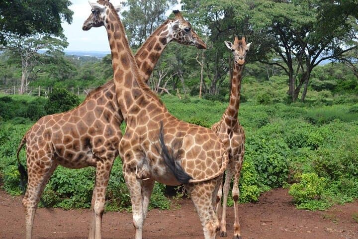 Giraffe Center and David Sheldrick Elephant Orphanage Day Tour from Nairobi