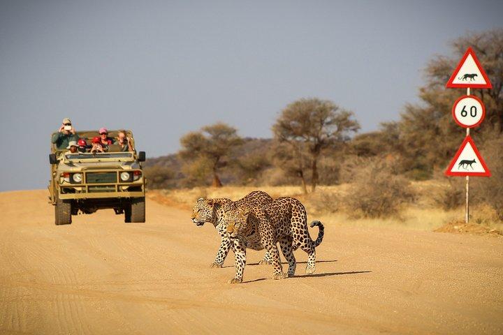 12 dias de safari clássico de acampamento na Namíbia
