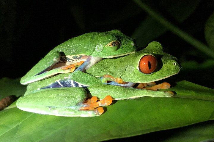 Excursión nocturna Manuel Antonio - Sloth-Red Eye Frog - Jungle Wildlife