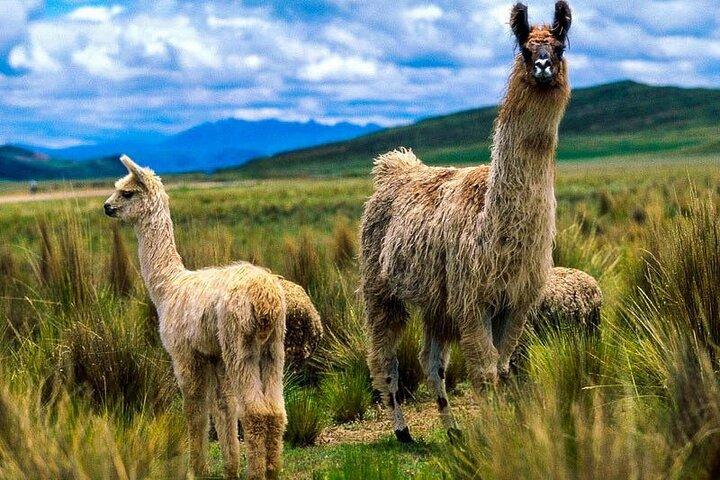 Route der Sonne - Arequipa - Cusco - Puno 7d / 6n