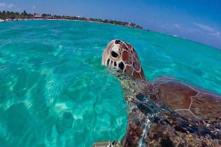 ウミガメと一緒に泳いだり、トゥルムの遺跡を探索したりできます。昼食付き。
