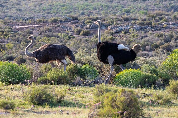 Safari Cycle and !Khwa ttu San Heritage Experience