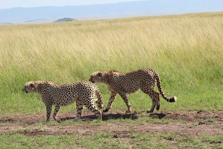 6-dagars safaritur till Tarangire, Manyara, L. Eyasi och Ngorongoro