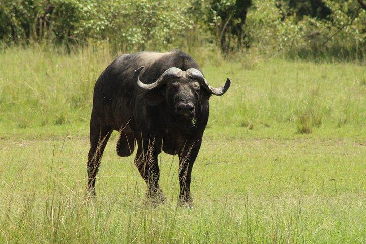 6-dagars safaritur till Tarangire, Manyara, L. Eyasi och Ngorongoro