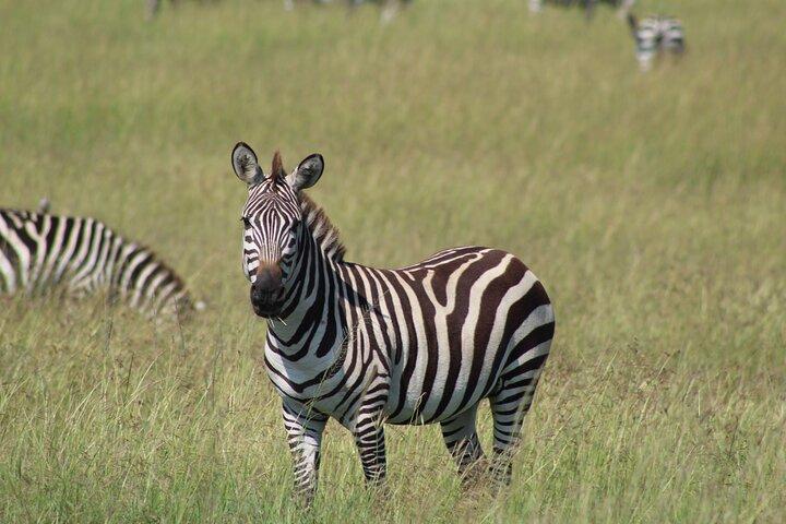 6-dagars safaritur till Tarangire, Manyara, L. Eyasi och Ngorongoro