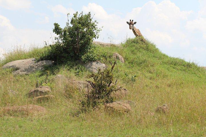 6-dagars safaritur till Tarangire, Manyara, L. Eyasi och Ngorongoro