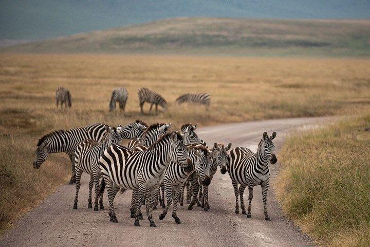 5 Dagen Tanzania Big 5 Safari's