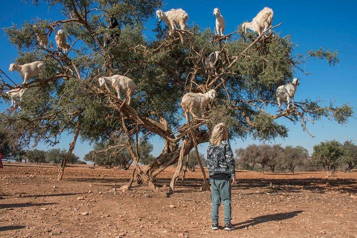 Full-Day Trip to Essaouira from Marrakech