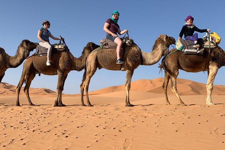 Marrakech Experience: PalmGrove Camel Ride Excursion