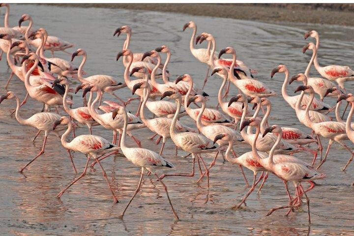 Lio Piccolo: Flamingos & passeio de bicicleta de observação de pássaros na lagoa