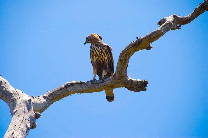 鳥や哺乳類をカバーする野生動物ツアー（18日間）
