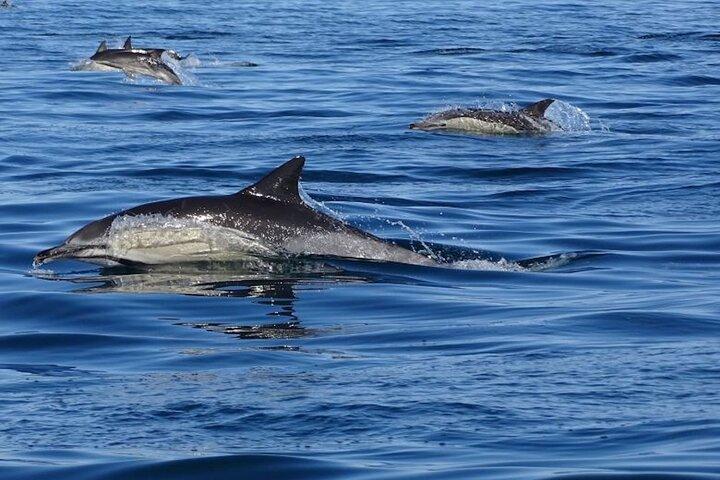 Excursão ecológica para observação de golfinhos e vida marinha no Algarve