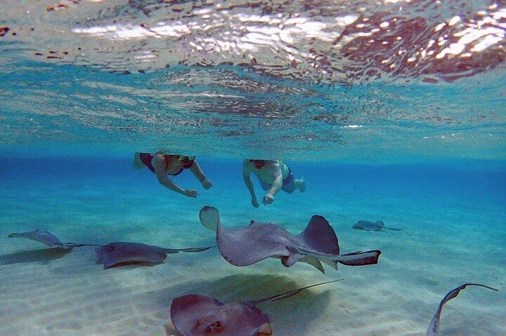 4 - Stop Stingray, Snorkel, Star Fish og 7 Mile Beach (Familieejet)