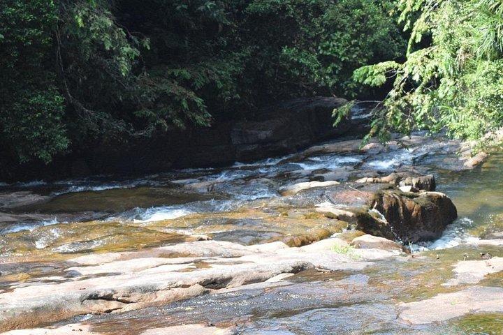 Bird watching and trekking in Kitulgala