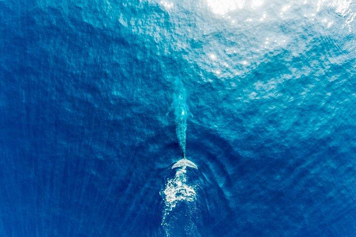 Aerial Whale Watching med fly fra Koggala Lufthavn (KCT)