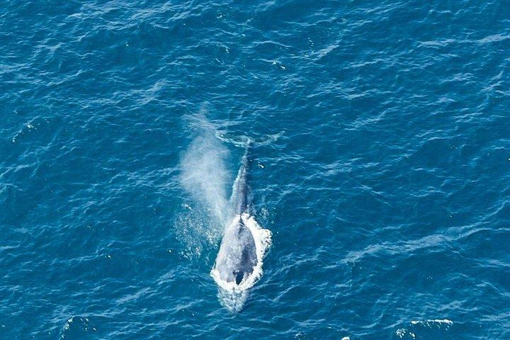 コッガラ空港（KCT）発飛行機による空中ホエールウォッチング