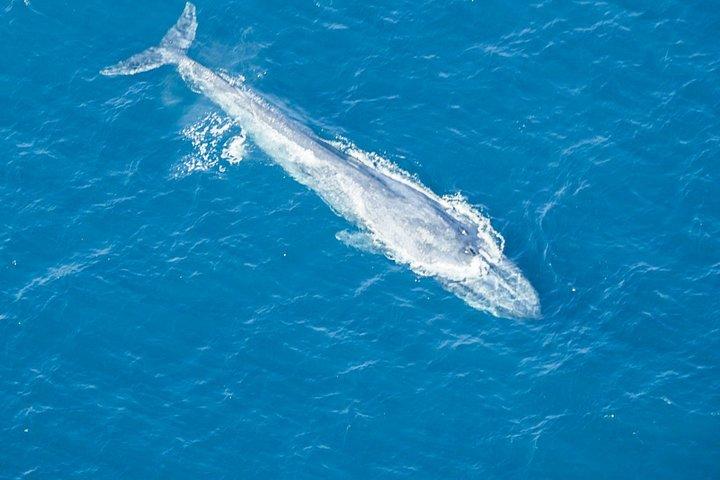 Aerial Whale Watching med fly fra Koggala Lufthavn (KCT)
