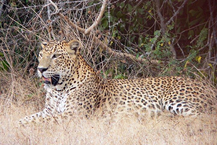 Yala National Park Safari fra Koggala