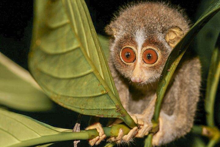 Loris regarde depuis Sigiriya
